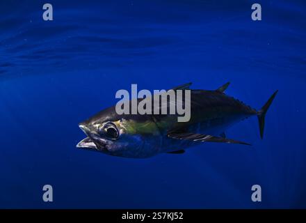 Gracieux thon à nageoires noires tranchant dans les eaux bleues profondes de l'Atlantique, une merveille de vitesse et de puissance dans la vaste étendue de l'océan. Banque D'Images