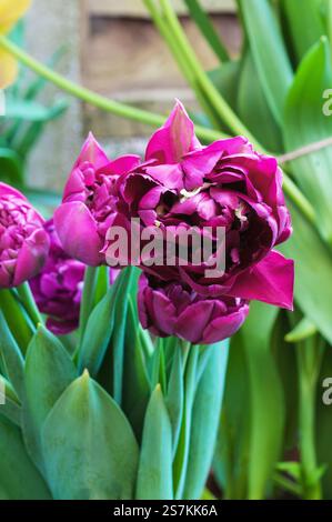 Tulipa Antraciet. Tulipe à fleurs marron foncé fleuries de pivoine qui fleurit à la fin du printemps et au début de l'été. Une tulipe double à fleurs tardives du groupe de division 11 Banque D'Images