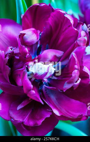 Tulipa Antraciet. Tulipe à fleurs marron foncé fleuries de pivoine qui fleurit à la fin du printemps et au début de l'été. Une tulipe double à fleurs tardives du groupe de division 11 Banque D'Images