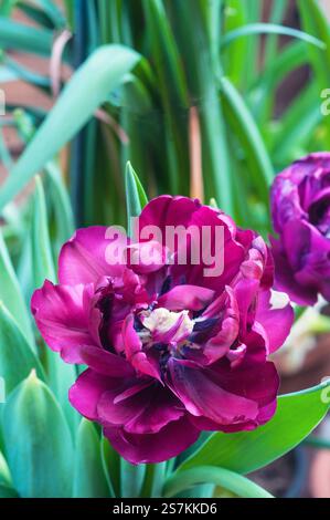 Tulipa Antraciet. Tulipe à fleurs marron foncé fleuries de pivoine qui fleurit à la fin du printemps et au début de l'été. Une tulipe double à fleurs tardives du groupe de division 11 Banque D'Images