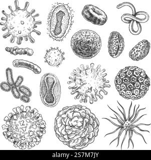 Sketch virus. Bactéries, coronavirus biologie germinale micro éléments organiques. Virus COVID-19, ensemble de vecteurs de gravure dessinés à la main par cellules cancéreuses. Illustration Germ micro, microbe dessin covid-19. Sketch virus. Bactéries, coronavirus biologie germinale micro éléments organiques. Virus COVID-19, ensemble de vecteurs de gravure dessinés à la main par cellules cancéreuses Illustration de Vecteur
