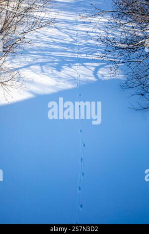 Traces de coyote dans la neige sur un ruisseau gelé, vertical Banque D'Images