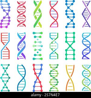 Icône ADN colorée. ADN structure spirale, acide désoxyribonucléique recherche médicale et code génétique de biologie humaine. Molécule d'adn génomique de chimie et de biologie. Jeu d'icônes isolées vectorielles. Icône ADN colorée. Structure ADN spirale, recherche médicale sur l'acide désoxyribonucléique et génétique de biologie humaine code icônes ensemble Illustration de Vecteur