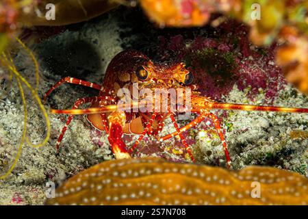 Homard à bandes rouges aux îles Turks & Caicos à la mer des Caraïbes Banque D'Images