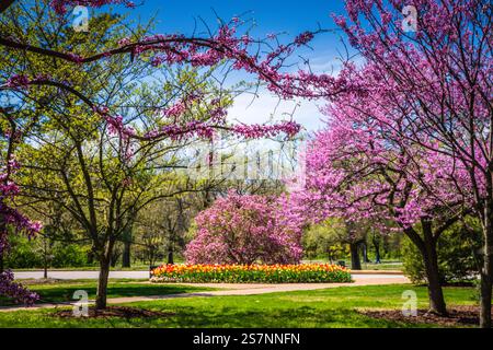 Tulipes multicolores colorées et arbre Red Bud dans le jardin dans Forest Park à particulier Louis, Missouri. Banque D'Images