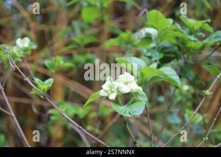 deux fleurs blanches assis au sommet de longues tiges avec des feuilles vert foncé brillantes et brillantes Banque D'Images