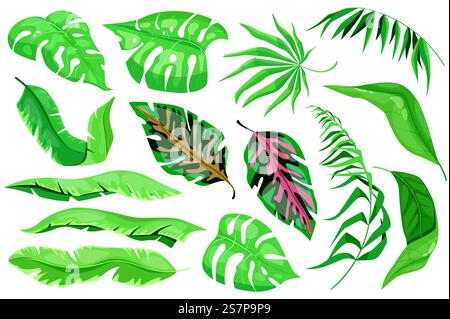 Les feuilles tropicales définissent des éléments graphiques dans un design plat. Faisceau de plantes exotiques de type différent, feuille de banane, palmiers, monstera et autres feuillages verts de la jungle. Illustration vectorielle d'objets isolés Illustration de Vecteur