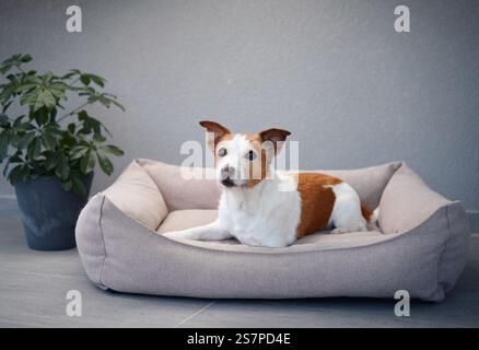 Un Jack Russell Terrier est confortablement assis dans un lit pour chien, regardant directement la caméra. La scène se déroule à l'intérieur avec une plante en arrière-plan. Banque D'Images