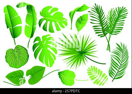 Les feuilles tropicales définissent des éléments graphiques dans un design plat. Paquet de feuilles exotiques de type différent, plantes vertes de la jungle, monstera, banane et autres branches botaniques. Illustration vectorielle d'objets isolés Illustration de Vecteur