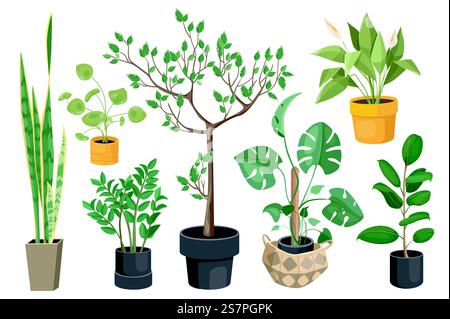 Les plantes d'intérieur définissent des éléments graphiques dans un design plat. Paquet de plantes en pot, monstera, ficus, callas et autres différents types de plantes et arbres de maison sur des pots. Illustration vectorielle d'objets isolés Illustration de Vecteur