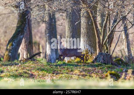 Roebuck dans la forêt au printemps Banque D'Images