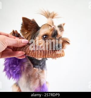 Un Yorkshire Terrier reçoit une friandise d'une main. Le chien semble impatient et prêt à profiter de sa collation. Banque D'Images