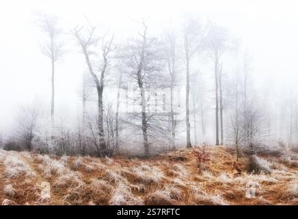 Forêt magique brumeuse en hiver avec des feuilles givrées. Beau paysage Banque D'Images