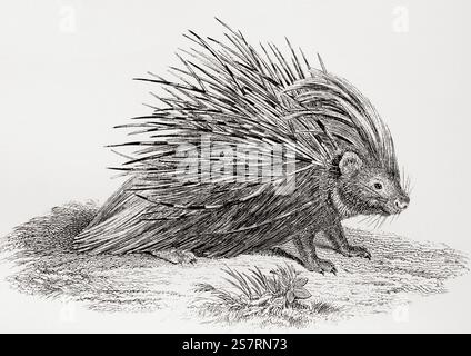 Rodentia. Le porc-épic à crête alias porc-épic à crête africaine (Hystrix cristata). Extrait de l'Encyclopédie nationale : un Dictionnaire de la connaissance universelle, publié vers 1890 Banque D'Images