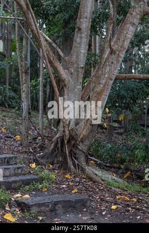 Grand arbre avec des racines exposées à côté des marches en pierre dans la forêt Banque D'Images