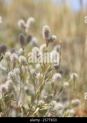 Trifolium arvense, communément appelé trèfle pied de lièvre, trèfle pied de lapin ou trèfle de pierre, plante à fleurs sauvages originaire de Finlande Banque D'Images