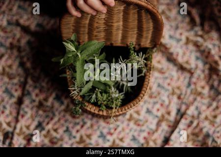 Main tenant un panier tissé avec des herbes fraîches à l'intérieur. Banque D'Images