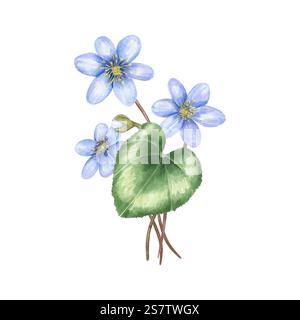 Aquarelle premier printemps fleurs d'hepatica bleu avec illustration de feuille verte. Bouquet de taillis forestiers. Composition florale pour carte de voeux Banque D'Images