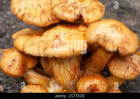 Vue rapprochée d'un groupe de champignons orange-brun. Les champignons sont densément emballés ensemble. Banque D'Images