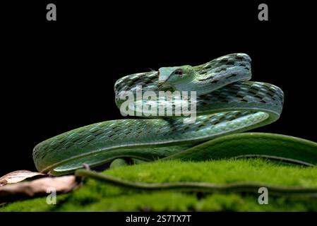 Serpent de vigne vert prêt à attaquer Banque D'Images
