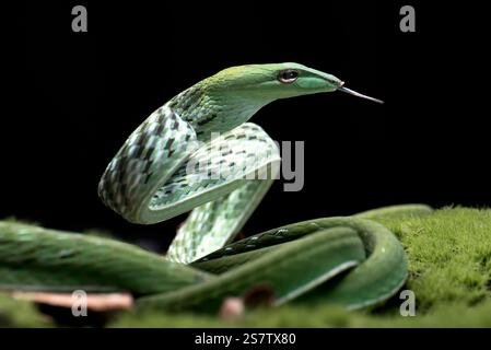 Serpent de vigne vert prêt à attaquer Banque D'Images