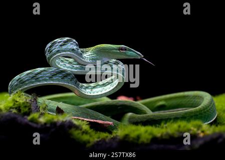 Serpent de vigne vert prêt à attaquer Banque D'Images