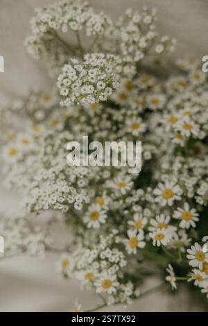Grappe de marguerites et le souffle de bébé dans une mise au point douce avec des tons chauds Banque D'Images