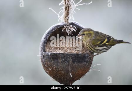 Le siskin de pin (Spinus pinus) mange des graines de tournesol d'une noix de coco par temps glacial Banque D'Images
