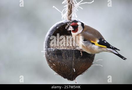 Goldfinch, Goldfinch, (Carduelis carduelis) mange des graines de tournesol d'une noix de coco par temps glacial Banque D'Images