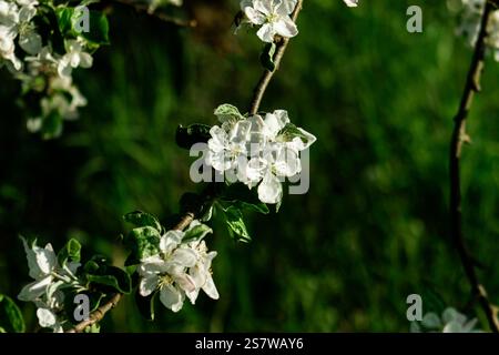 Un gros plan de délicates fleurs de pomme en pleine floraison, mettant en valeur des pétales blancs doux avec des accents roses. Une belle représentation du printemps et du renouveau. Banque D'Images