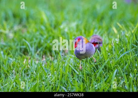Gros plan de deux Finchs à sourcils rouges assis sur The Grass, Queensland, Australie. Banque D'Images