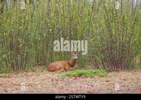 Un rotin (Capreolus capreolus) repose dans le fourré d'ortie Banque D'Images