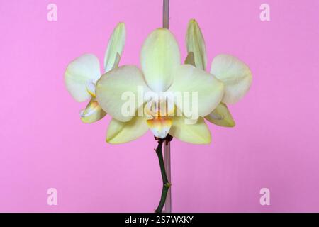 Orchidée blanche, Phalaenopsis, plante d'intérieur sur fond rose Uni. Banque D'Images