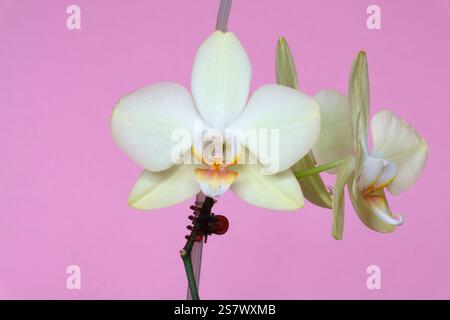 Orchidée blanche, Phalaenopsis, plante d'intérieur sur fond rose Uni. Banque D'Images