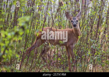 Un faon de chevreuil (Capreolus capreolus) se dresse dans un fourré d'ortie et mange les feuilles Banque D'Images