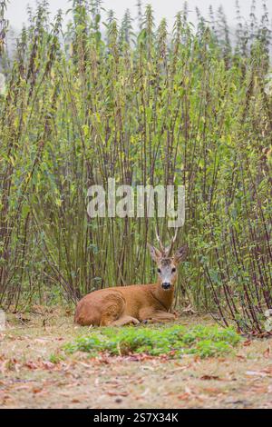 Un rotin (Capreolus capreolus) repose dans le fourré d'ortie Banque D'Images