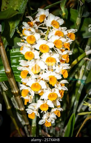 Un bouquet de fleurs jaunes et blanches avec une tige verte. Les fleurs sont dans une plante et sont très jolies Banque D'Images