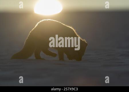 Un renard arctique (Vulpes lagopus), (renard blanc, renard polaire ou renard des neiges) courant sur une prairie couverte de neige dans la première lumière du matin à 17 degrés Celsiu Banque D'Images