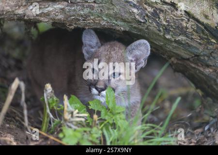 Der Puma (Puma concolor) ist eine Katzenart Nord- und Suedamerikas. Silberloewe, Bergloewe oder Kuguar. Le cougar (Puma concolor), également connu sous le nom de Banque D'Images