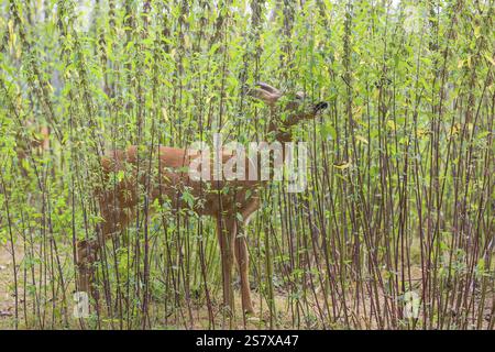 Un faon de chevreuil (Capreolus capreolus) se dresse dans un fourré d'ortie et mange les feuilles Banque D'Images