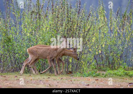 Deux faons de chevreuil (Capreolus capreolus) traversent un pré Banque D'Images