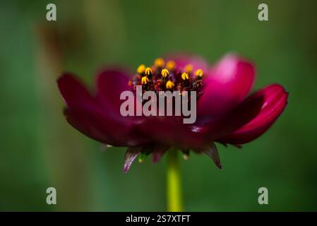 Gros plan d'une fleur de Cosmos au chocolat. Cosmos Atrosanguinea avec des pétales de marron profond floraison à la fin de l'été. Banque D'Images