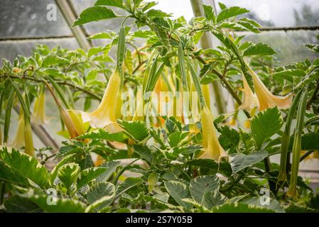 Forme panachée de Brugmansia (trompette Angels) avec d'énormes fleurs suspendues en jaune pâle. Banque D'Images