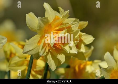 Jonquille (Tahiti) en fleur à Corporation Park, Blackburn, Lancashire, Royaume-Uni le 20 avril 2016. Banque D'Images