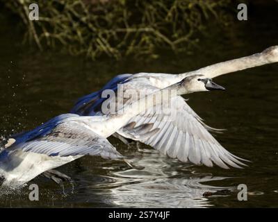 Cygnets mute swan (Cygnus olor) Banque D'Images