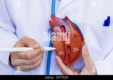 Gros plan d'un médecin tenant et pointant un modèle anatomique du cœur humain avec un stylo. Le modèle affiche les sections étiquetées telles que les oreillettes Banque D'Images