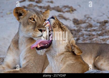 Lion africaine femelle, lionne, Panthera leo, bâillant à côté de sa sœur sur les rives de la rivière Chobe Banque D'Images