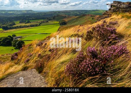 Paysage d'été avec bruyère à Back Forest près des cafards dans la région de Staffordshire Moorlands du parc national de Peak District Angleterre Royaume-Uni. Banque D'Images