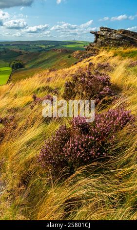 Paysage d'été avec bruyère à Back Forest près des cafards dans la région de Staffordshire Moorlands du parc national de Peak District Angleterre Royaume-Uni. Banque D'Images
