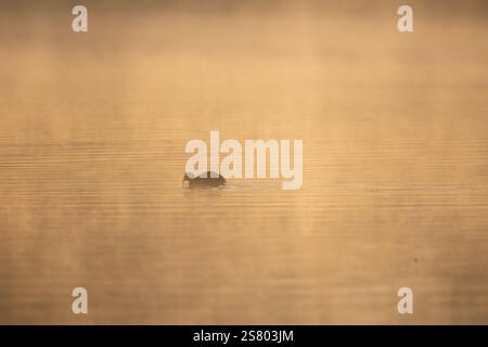 Les cygnes sont des oiseaux du genre Cygnus de la famille des Anatidae. Banque D'Images